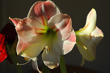 Amaryllis_0888