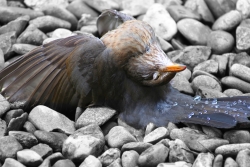 last flight - Fine Art Print auf HM Baryta 325g. - Chr. Werner