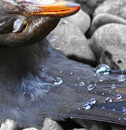 last flight - Ausschnitt - Chr. Werner